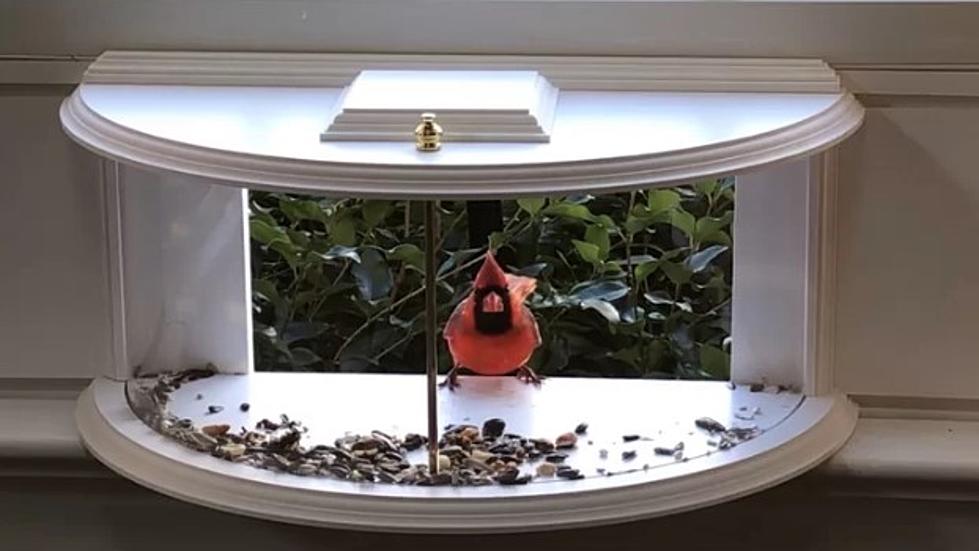 This Unique Bird Feeder Might Not Be the Best Idea in Lubbock 