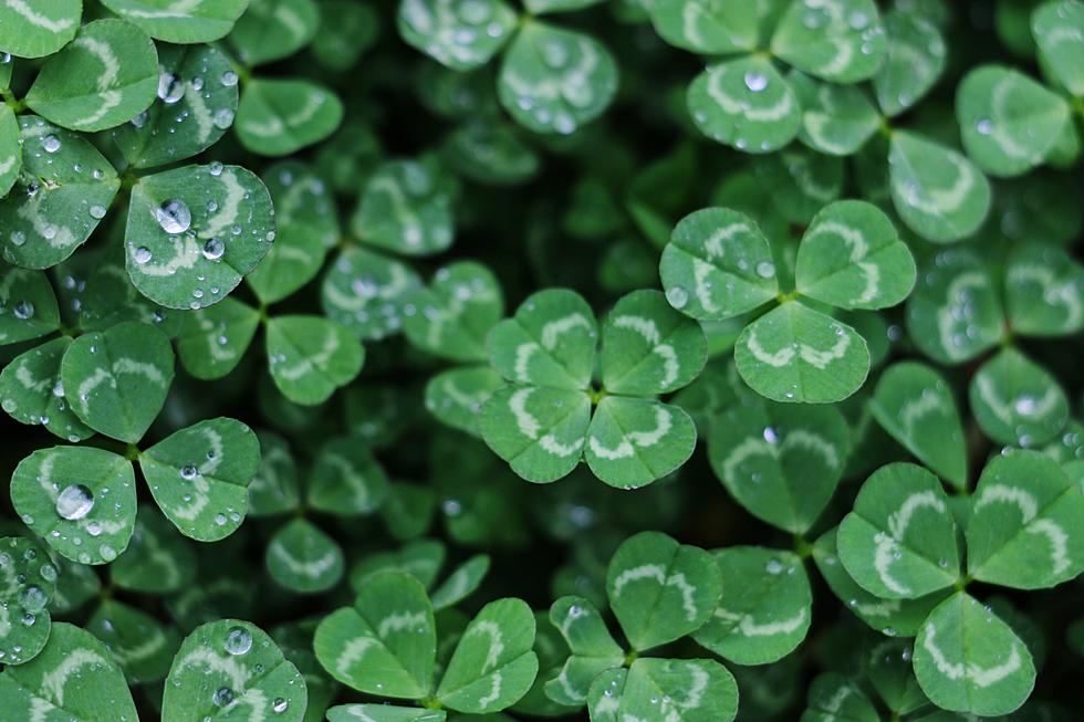 Lubbock Last-Minute Plans: St. Paddy’s, Bonsai, and More 