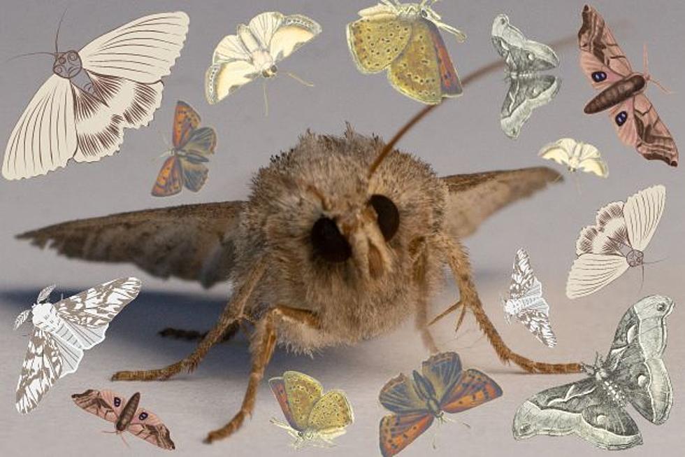 Mothpocalypse: Moths Are Taking Over West Texas