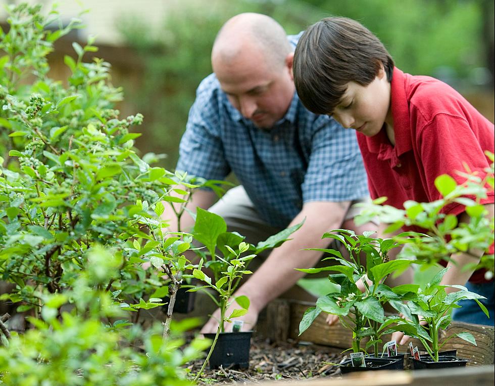 Get Set, Grow! Texas Tech to Host Annual Spring Plant Sale