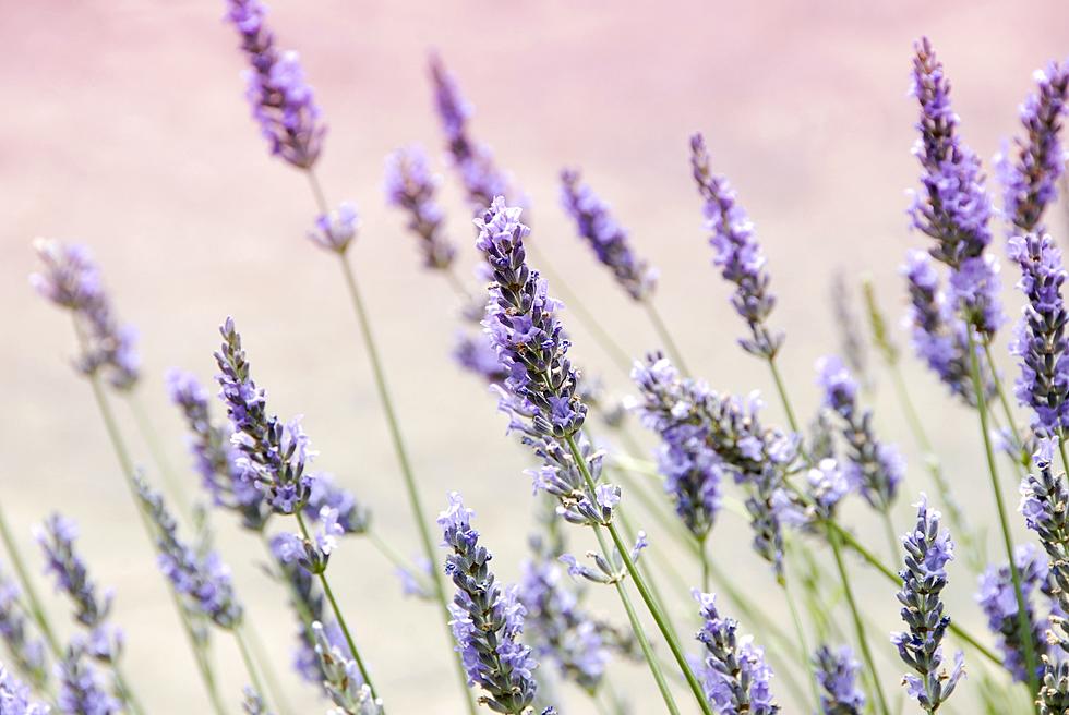 Lubbock Last-Minute Plans: Lavender Fest, Stickers, and More 