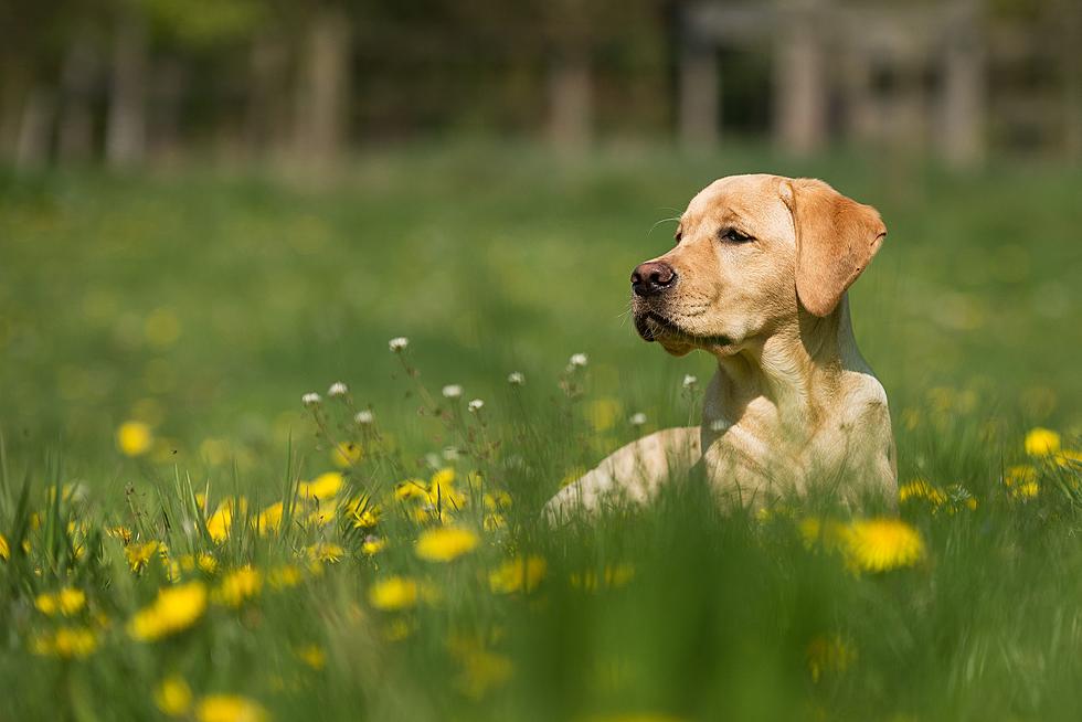 Keep Texas Pets Safe: A Guide to Toxic House and Garden Plants 