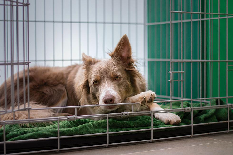 Clear the Shelter: All Adoption Fees Waived at Lubbock Shelter Event