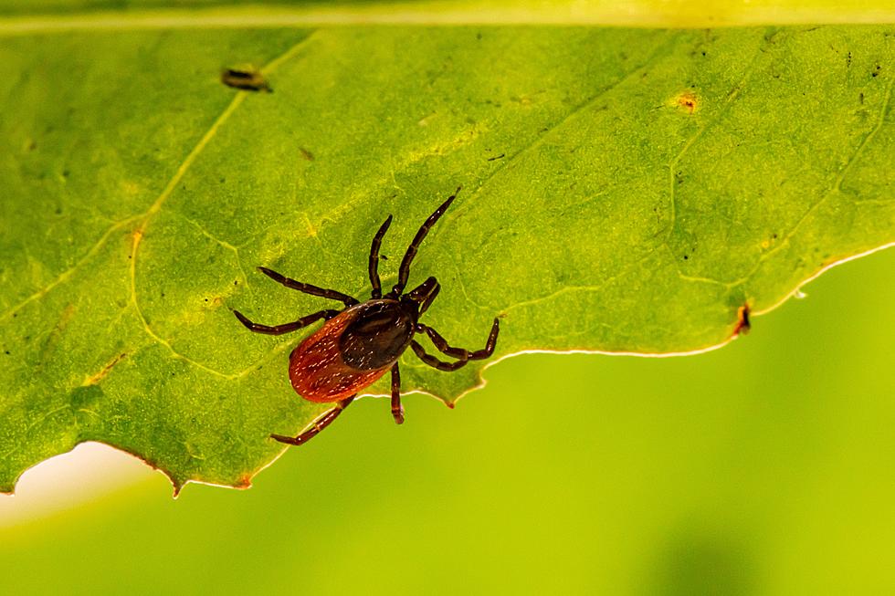 Plants to Keep in Your Texas garden to Ward Off Fleas and Ticks 