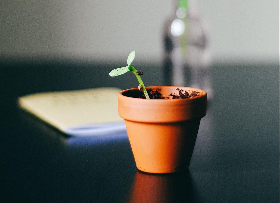 Spruce Up Your Office: Growing a Micro Garden in Texas 