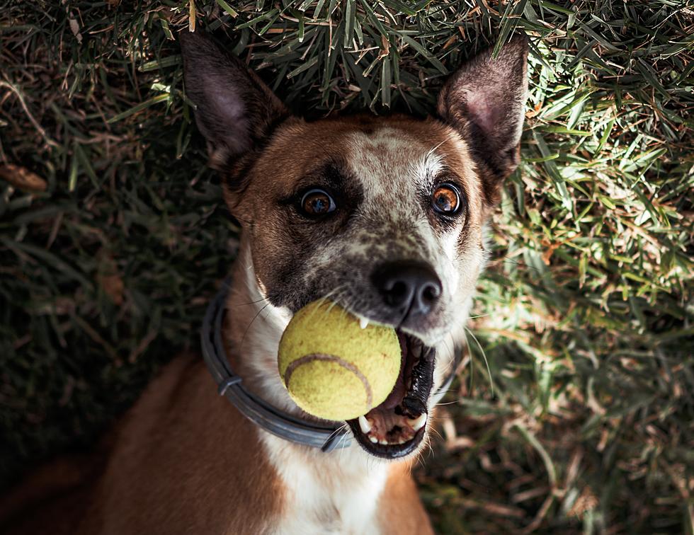 Lubbock is Seriously Missing Out on This High Energy Dog Sport