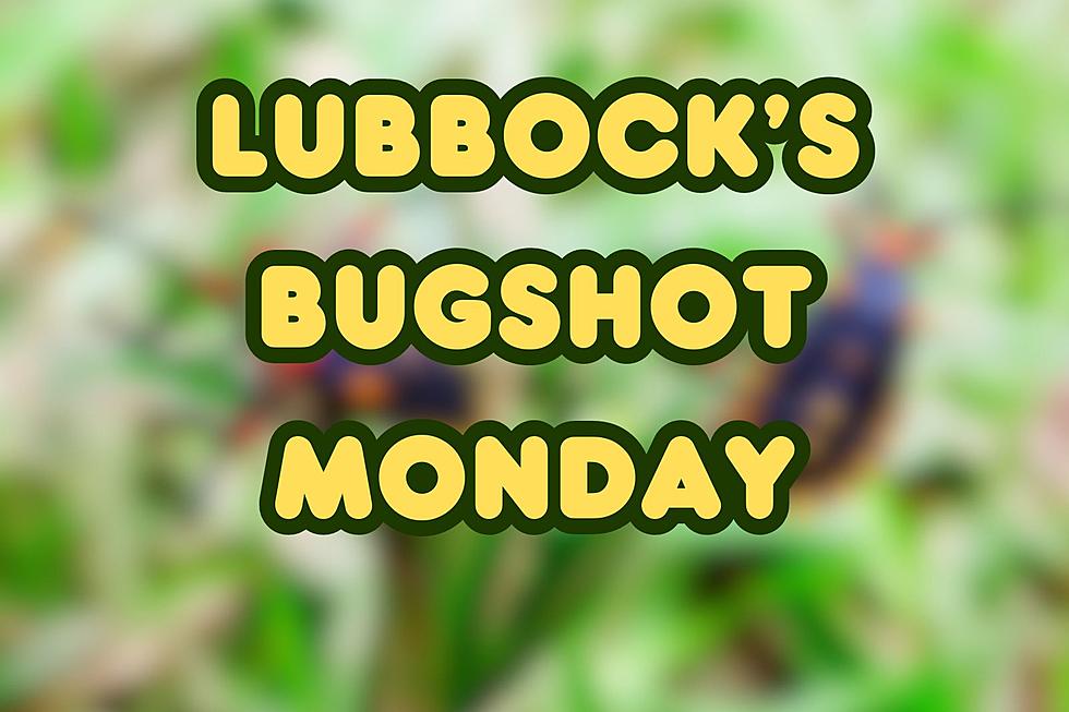 Lubbock's BugShot Monday: 10 Caught!