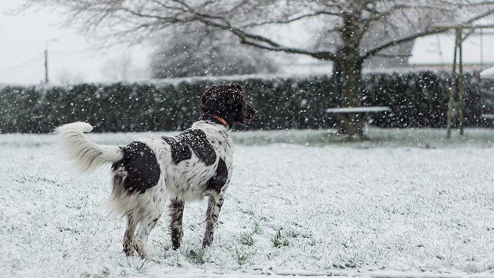 How to Keep Your Pets Safe in Freezing Weather