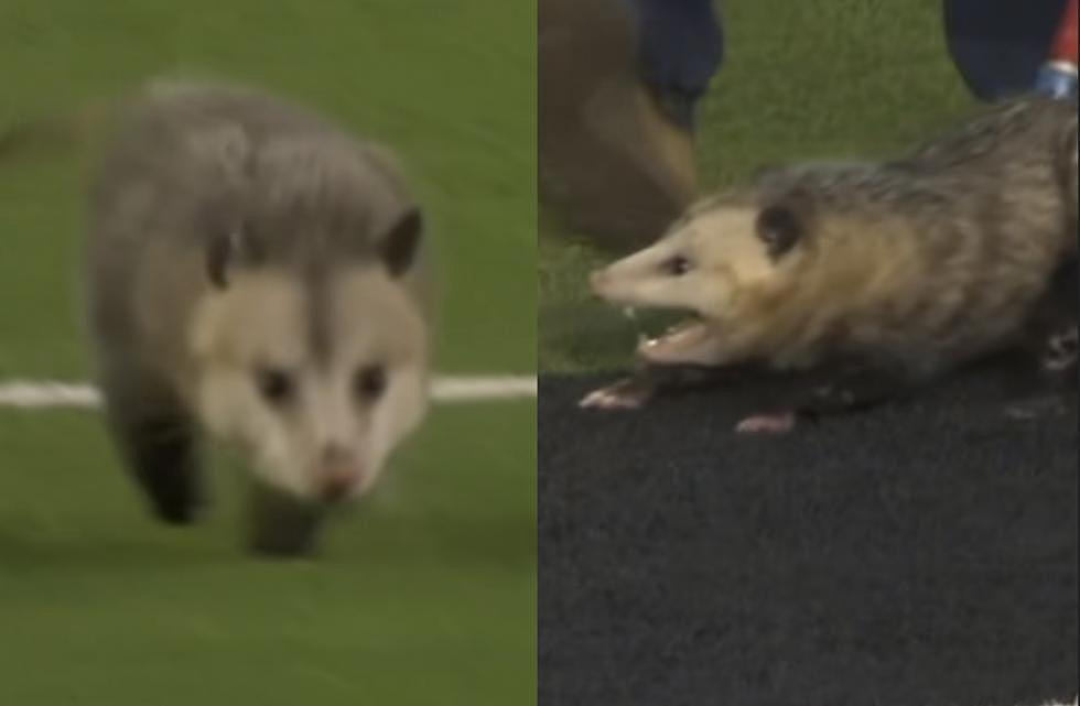 Videos of Wild Opossum Running the Field at Texas Tech Game