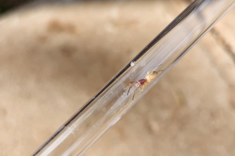 Lubbock Woman Horrified by What She Finds in Her Straw