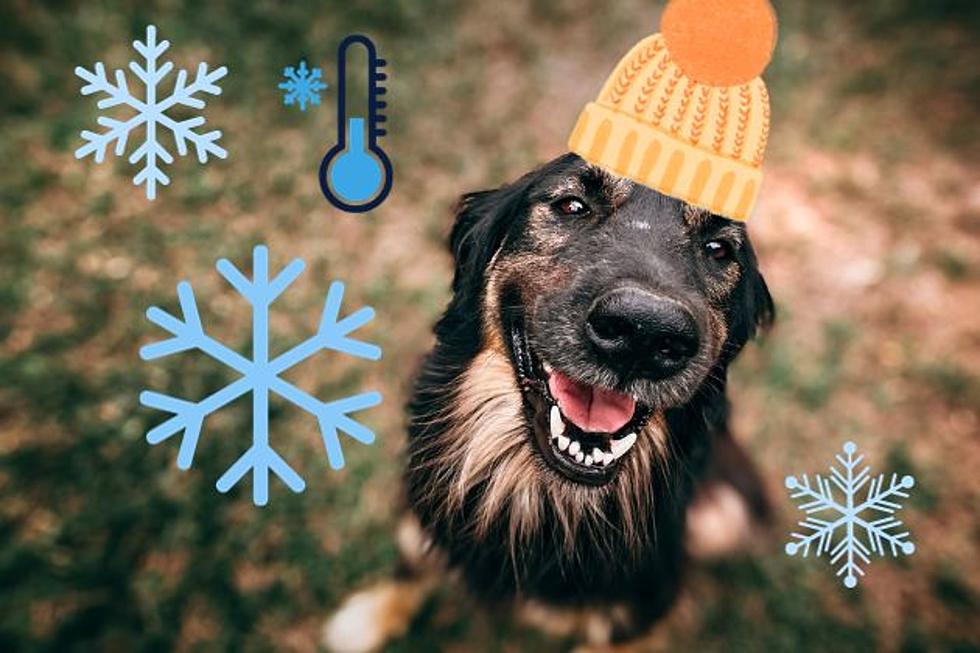 Keep You Texas Pet Cozy in the Cold with These 10 Products 