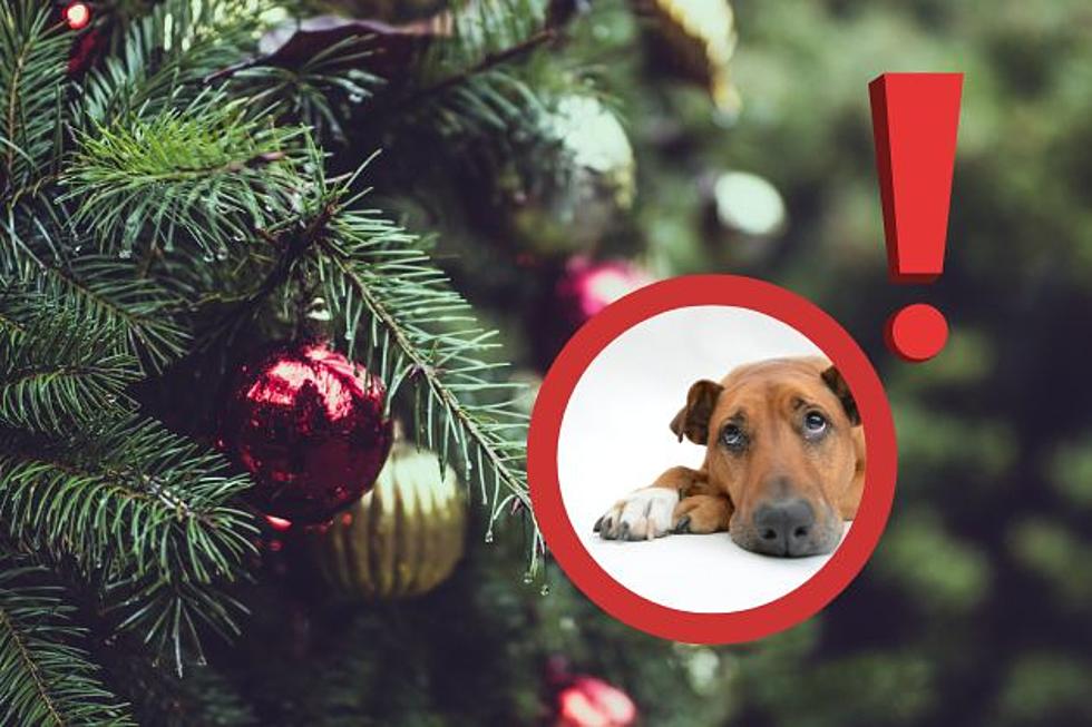 Popular Holiday Plants That are Toxic to Dogs 