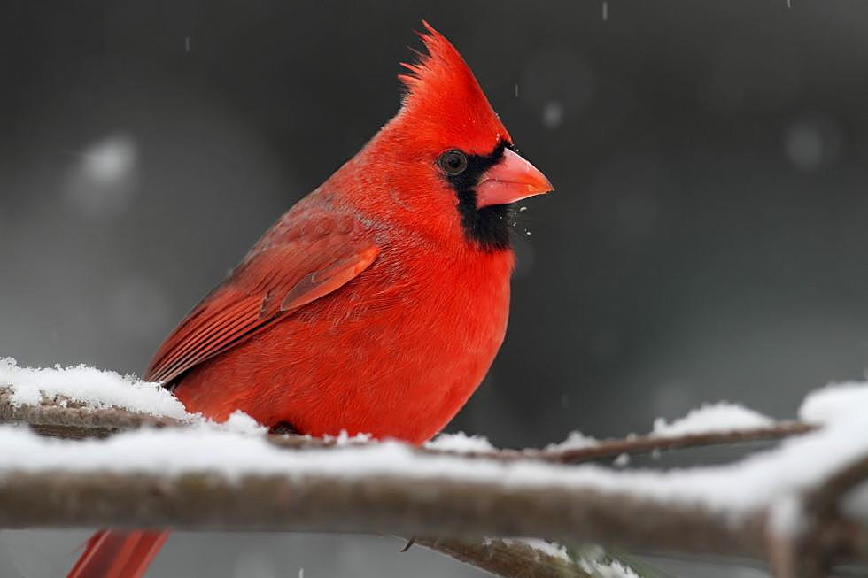 Watch Out Texas! The Snowbirds Are Coming!