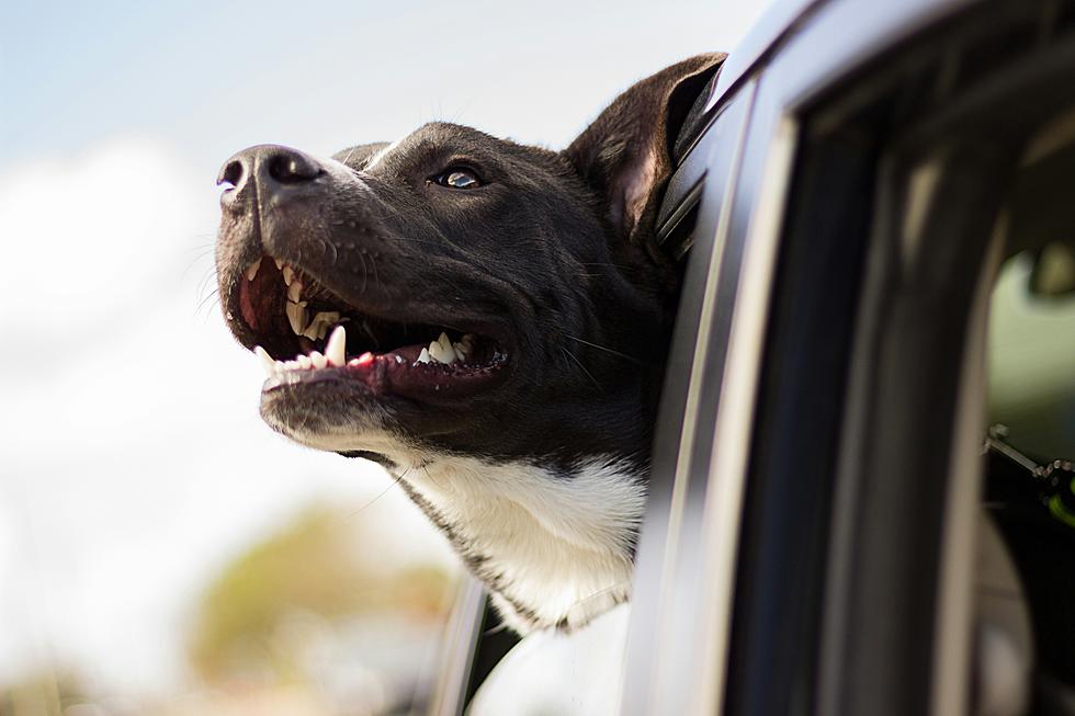 How Project Freedom Ride is Saving Thousands of Texas Dogs 