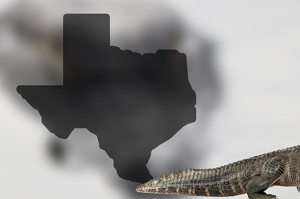 The Dead Body Count for The Most Feared Apex Predator in Texas Will Surprise You