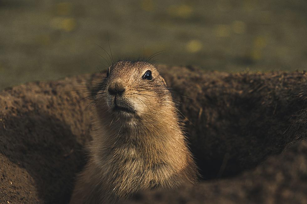 Is Your Coworker A Prairie Dog? Signs To Look Out For At The Office