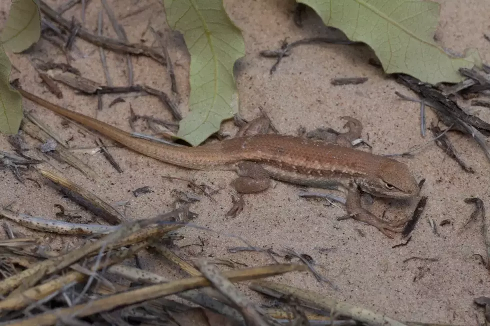 Oil And Gas Companies in Texas Would Love To See This Little Lizard Go Extinct