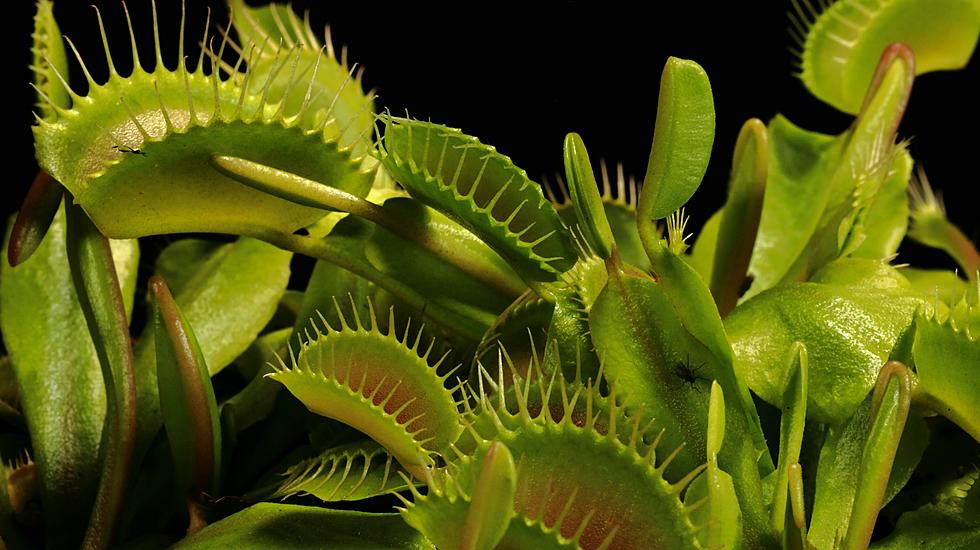 Delving Into The Mysterious World Of Carnivorous Plants