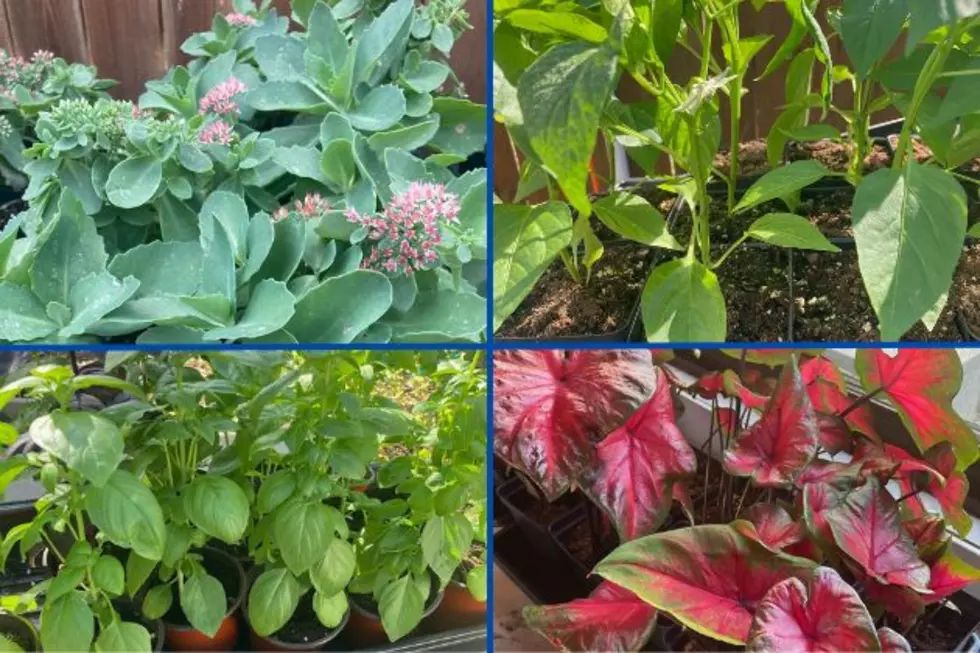 A Sneak Peek at Lubbock Master Gardener Spring Plant Sale