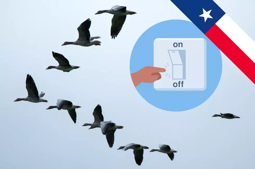 Lights Out, Texas! Protect Migrating Birds with This Easy Tip