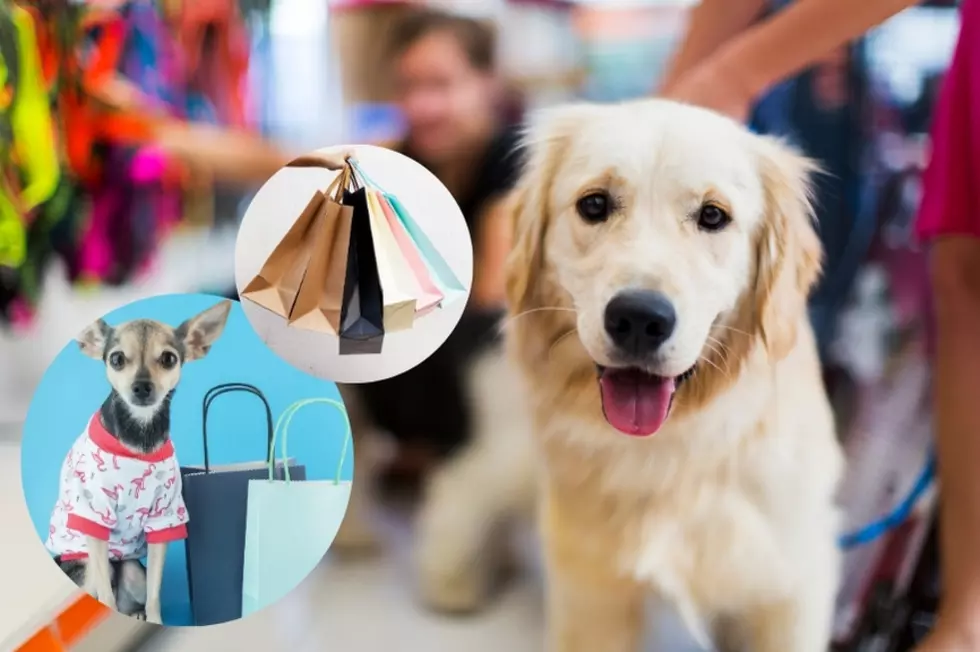Pet-Friendly Lubbock Businesses You Can Take your Dog To