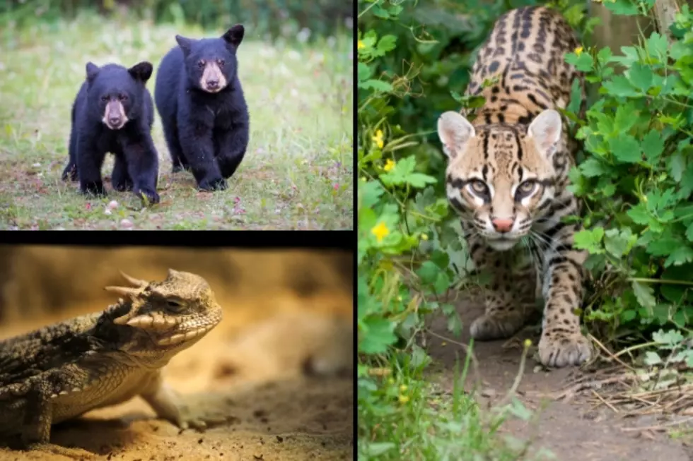 Some of the Most Endangered Species in Texas 