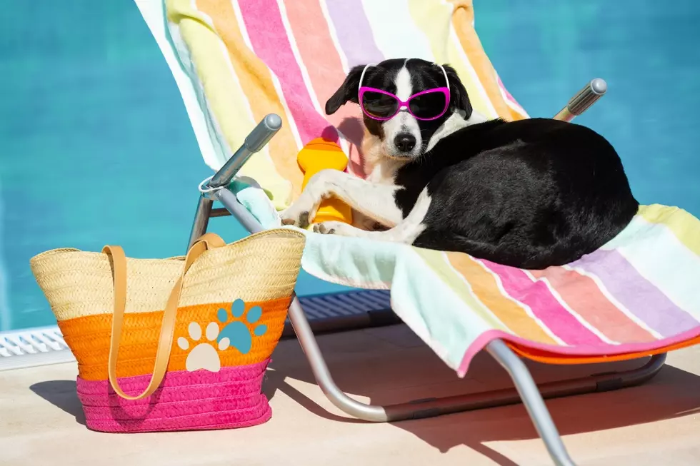Keep Texas Pets Cool in the Summer Heat with These Handy Gadgets