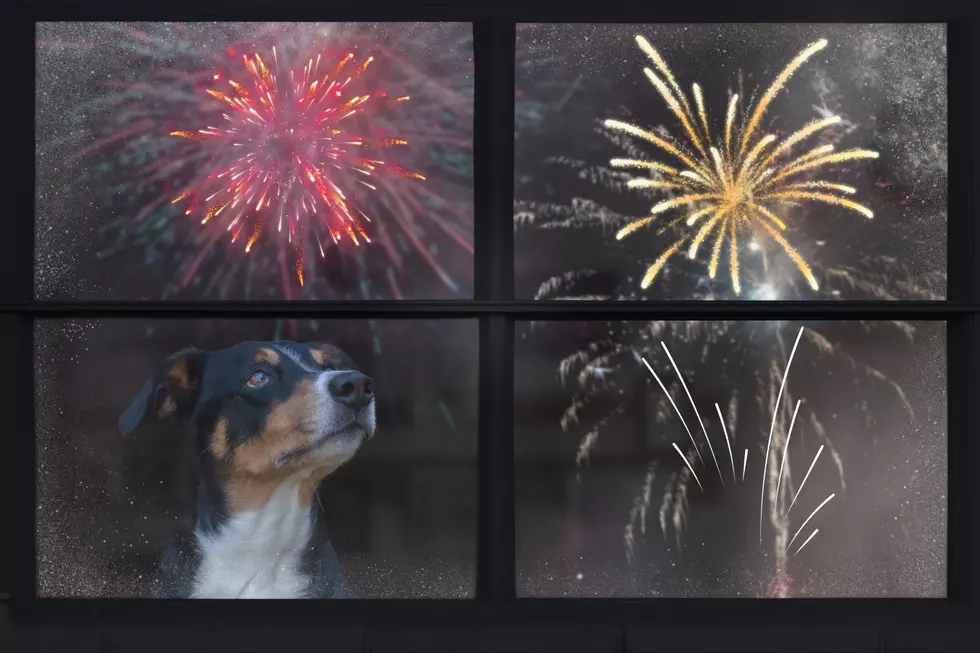 Hey, Texans! Here’s how to Keep Your Dog Safe During Fireworks