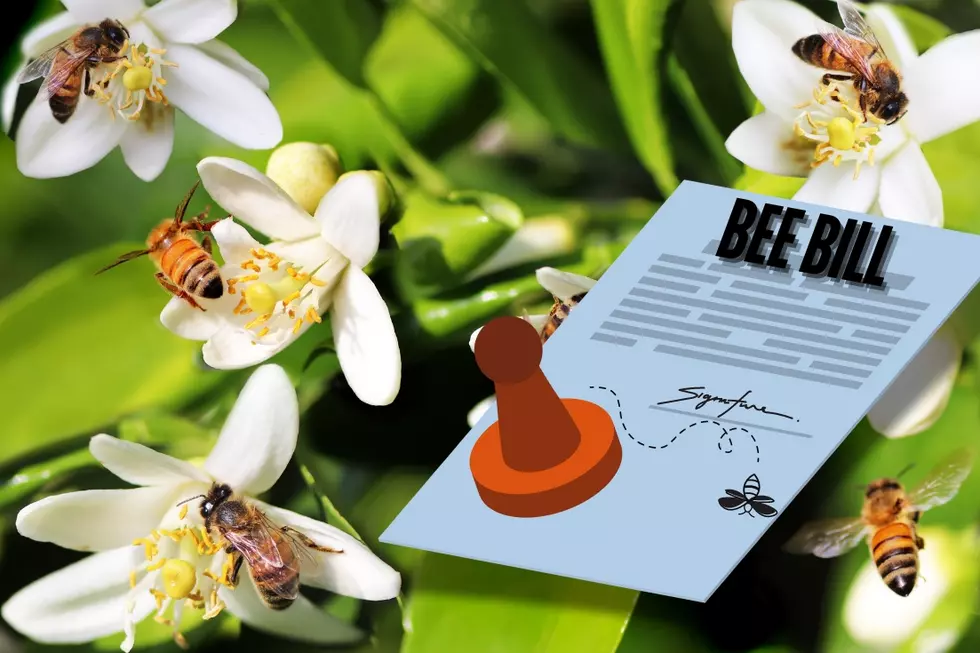 Texas is Leading the Bee-Saving Mission Thanks to This Bill