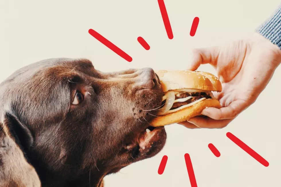 Texas Dog Owners Beware: Never Feed Your Dog These Foods