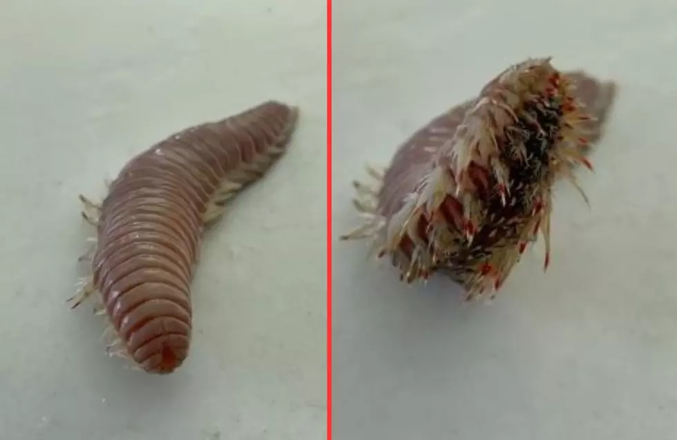 This Creepy Creature Will Ruin Your Day on the Texas Coast