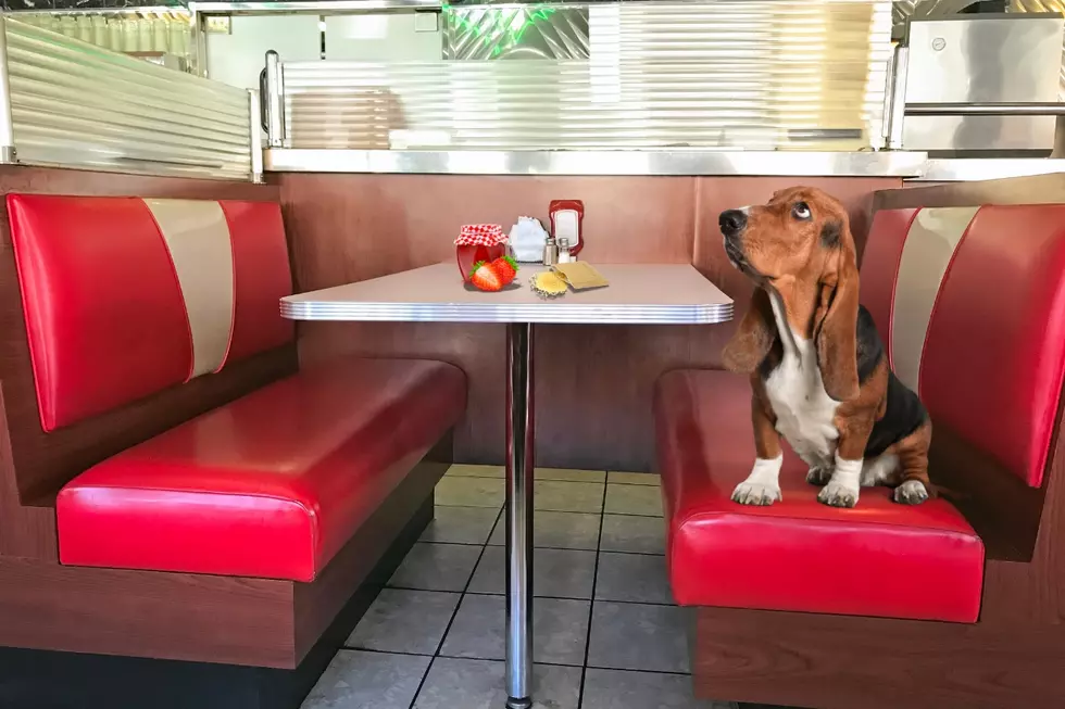 What is a ‘Diner Pet’ and Can You Find Them in Texas?