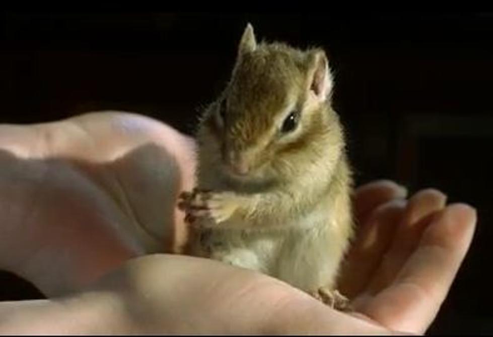 And Now a Chipmunk Cleaning Itself in Super Slow Motion! [VIDEO]