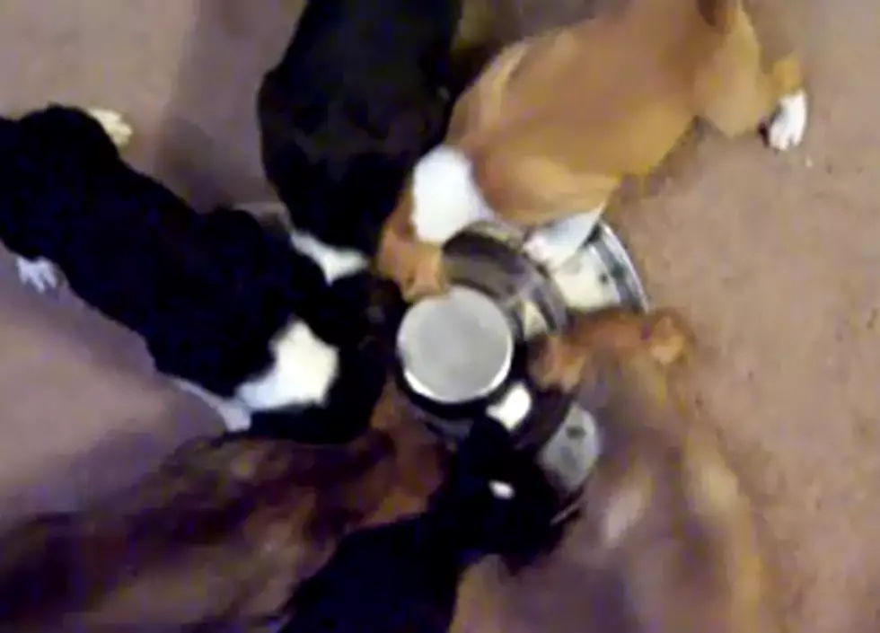 Puppies Devour Food in Record Time [VIDEO]