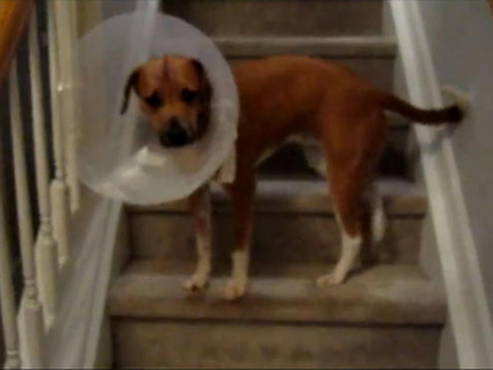 Cute Dog Wearing Cone Finds Creative Way to Climbs Stairs [VIDEO]