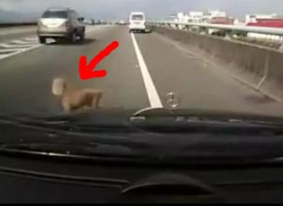 A Poodle Fell Out of a Car Window on the Highway and Didn’t Get Hurt [VIDEO]