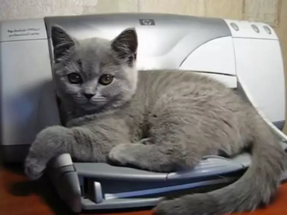 Cute Kitten Done in by Printer [VIDEO]
