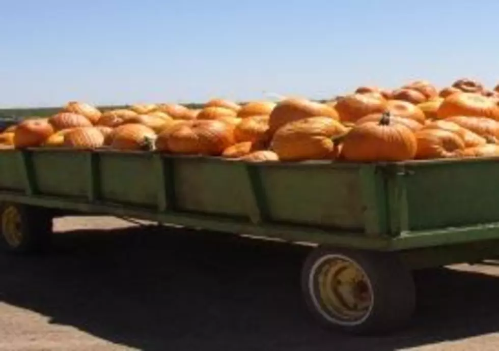 South Plains Pumpkin Prices &#8211; Landon King Investigates [AUDIO]