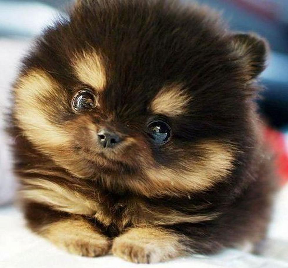 Is This the Cutest Puppy Ever? Or the Creepiest? [PHOTO]