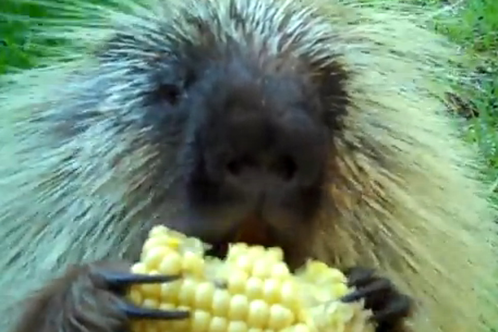 Talking Porcupine Doesn’t Like Sharing His Corn on the Cob [VIDEO]