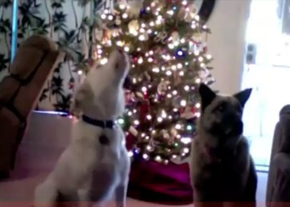 Here’s an Extremely Annoying Montage of Animals ‘Singing’ “Jingle Bells” [VIDEO]