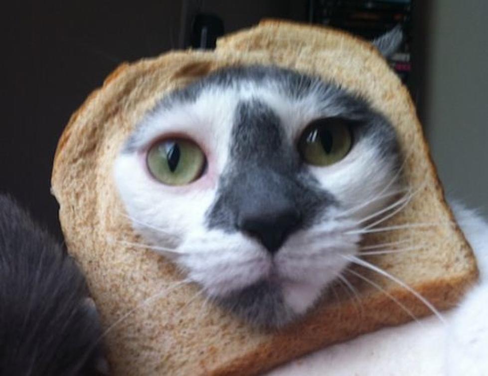 Stupid New Internet Trend: &#8216;Breading&#8217;&#8230;Where You Photograph Your Cat With a Piece of Bread Around His Head