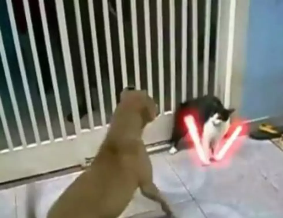 And Now, a Cat with Two Lightsabers Fights Off a Pit Bull [VIDEO]