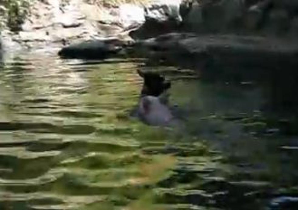 Will This Inspire a Disney Movie? Watch a Pig Save a Baby Goat from Drowning
