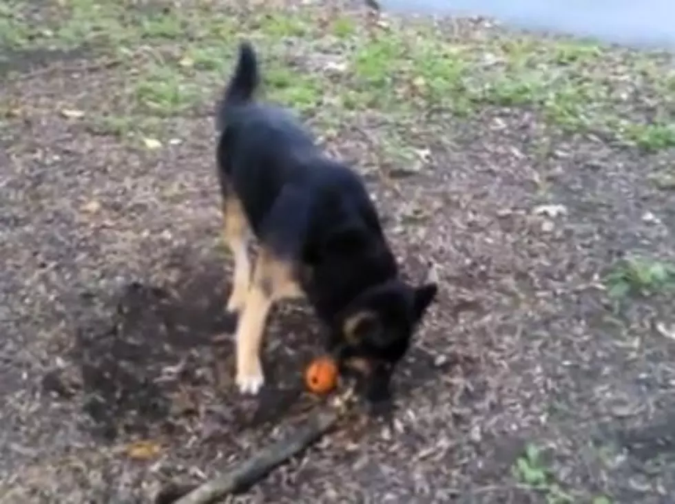 Watch a Dog Struggle to Pick Up a Stick…Without Realizing It’s Actually a Huge Tree Root