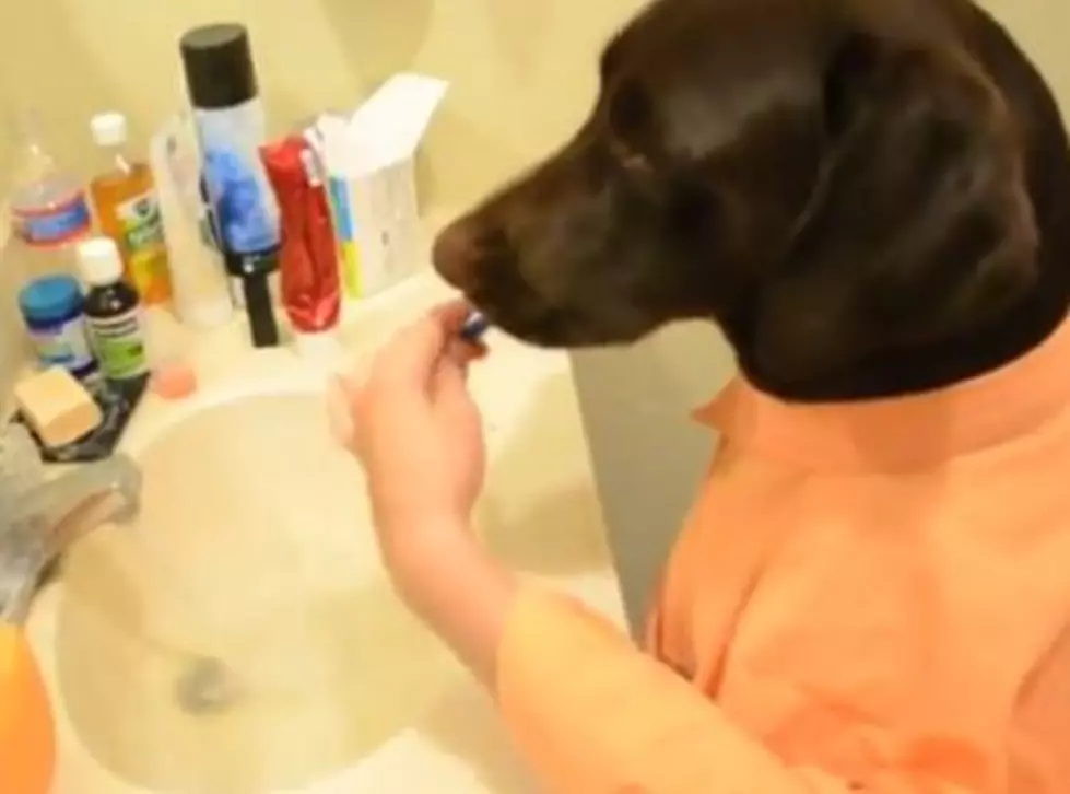 If Your Dog Had a Full-Time Job, Here’s What an Average Morning Would Be Like