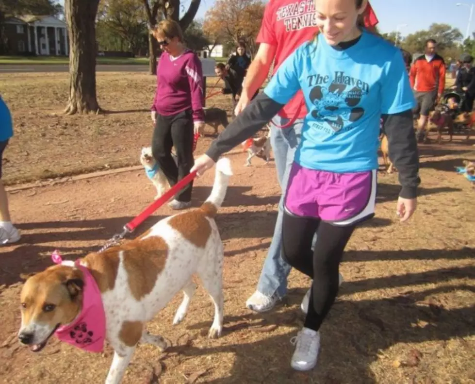 Kool FM Invites You to the 8th Annual Strut for the Mutts