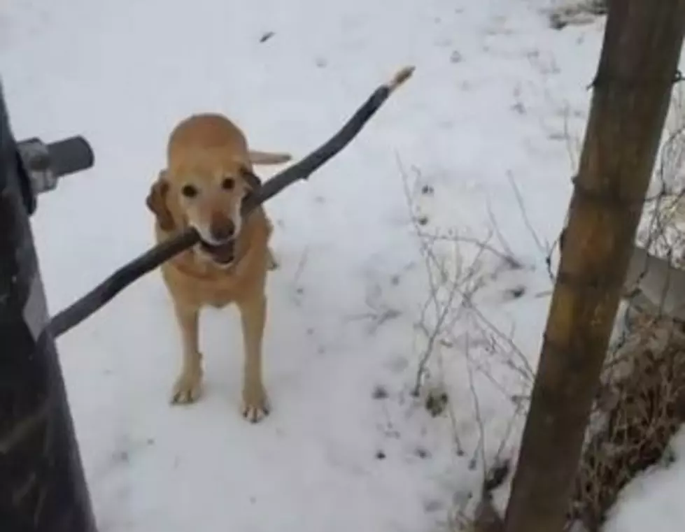 A Dog Desperately Tries to Get a Five-Foot Stick Through a Three-Foot Doorway