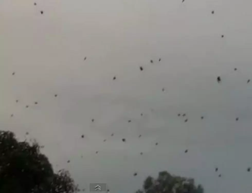 It&#8217;s Raining Spiders in Brazil &#8211; Check Out This Crazy Video!