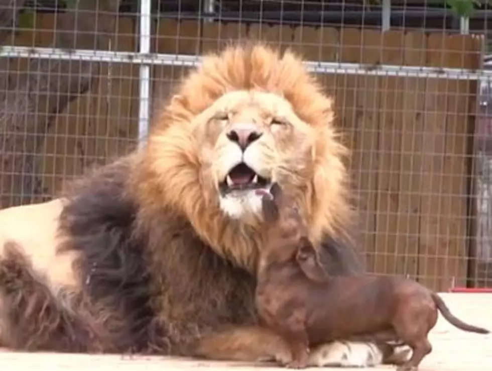 Watch This Huge Lion Let a Tiny Dog Lick Its Teeth Clean